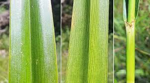 Attēlu rezultāti vaicājumam “Scirpus sylvaticus leaf”