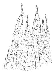 Attēlu rezultāti vaicājumam “Bryum pallescens”