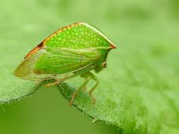 Attēlu rezultāti vaicājumam “Membracidae”