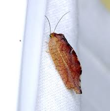 Attēlu rezultāti vaicājumam “Drepanepteryx phalaenoides”