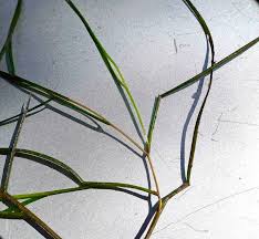 Attēlu rezultāti vaicājumam “Stuckenia pectinata”