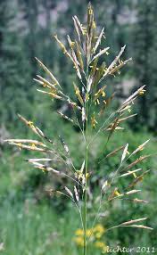 Attēlu rezultāti vaicājumam “Bromopsis inermis fruit”