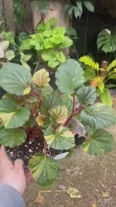 Image result for Begonia cucullata var. Hookeri