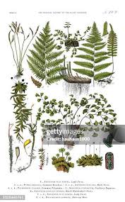 Attēlu rezultāti vaicājumam “Pteropsida”