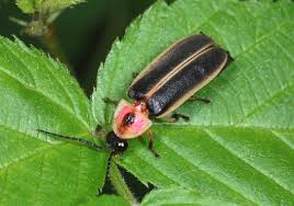 Attēlu rezultāti vaicājumam “Lampyridae”