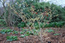 Attēlu rezultāti vaicājumam “Hamamelis japonica”