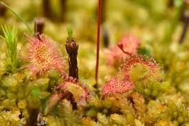 Attēlu rezultāti vaicājumam “Sphagnum inundatum”