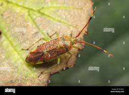 Attēlu rezultāti vaicājumam “Pantilius tunicatus”