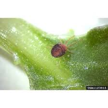 Attēlu rezultāti vaicājumam “Bryobia praetiosa”