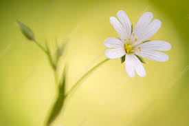 Attēlu rezultāti vaicājumam “Stellaria holostea flower”