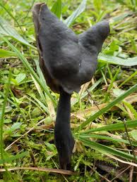 Attēlu rezultāti vaicājumam “Helvella atra”