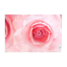 Image result for FOTO ROSA