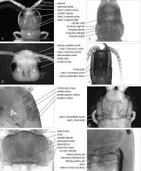 Attēlu rezultāti vaicājumam “Chilopoda”