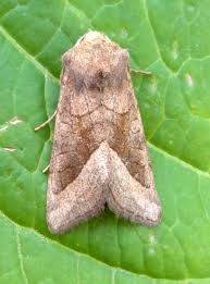 Attēlu rezultāti vaicājumam “Hydraecia micacea”