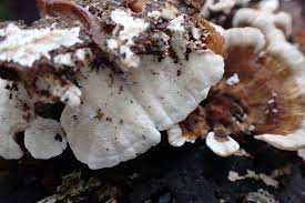 Attēlu rezultāti vaicājumam “Trametes ochracea”