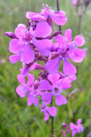 Image result for Pechnelke