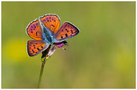Attēlu rezultāti vaicājumam “Lycaena alciphron male”