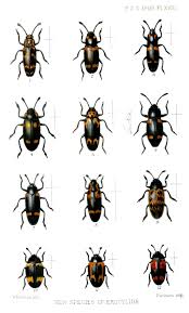 Attēlu rezultāti vaicājumam “Erotylidae”