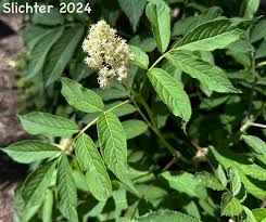 Attēlu rezultāti vaicājumam “Sambucus racemosa leaf”