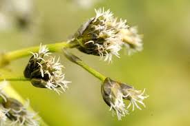 Attēlu rezultāti vaicājumam “Scirpus sylvaticus leaf”