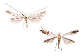 Attēlu rezultāti vaicājumam “Lyonetiidae”