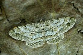 Attēlu rezultāti vaicājumam “Hypomecis punctinalis”