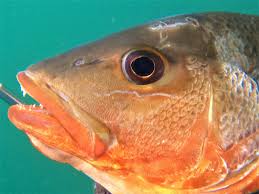 Image result for Lutjanus colorado