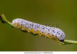 Attēlu rezultāti vaicājumam “Tenthredo scrophulariae”