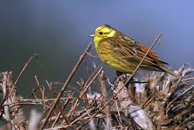 Attēlu rezultāti vaicājumam “Emberiza citrinella male”