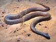 Inland Taipan - Wikipedia, the free encyclopedia