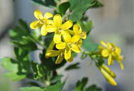 Attēlu rezultāti vaicājumam “Ribes nigrum flower”