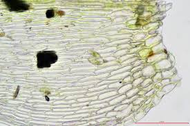 Attēlu rezultāti vaicājumam “Drepanocladus polygamus”