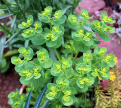 Image result for Wolfsmilch