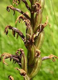 Attēlu rezultāti vaicājumam “Orchis militaris leaf”