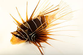 Image result for Pterois radiata