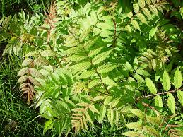 Attēlu rezultāti vaicājumam “Sorbaria sorbifolia bud”