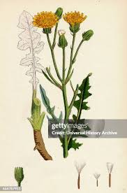 Attēlu rezultāti vaicājumam “Crepis biennis”