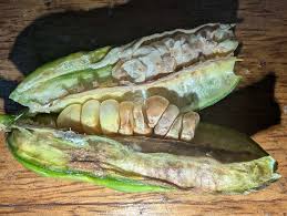 Attēlu rezultāti vaicājumam “Iris pseudacorus fruit”