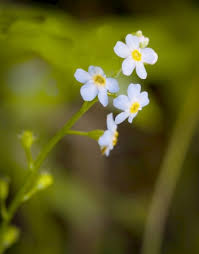 Attēlu rezultāti vaicājumam “Lophozia laxa”