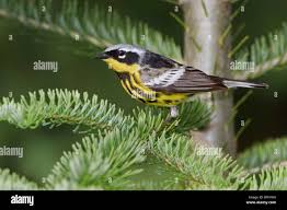 Image result for Dendroica magnolia