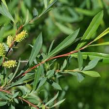 Attēlu rezultāti vaicājumam “Salix purpurea leaf”