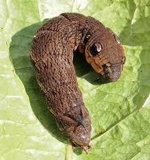 Attēlu rezultāti vaicājumam “Deilephila elpenor imago”