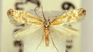 Attēlu rezultāti vaicājumam “Argyresthiidae”