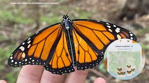 Image result for monarch caterpillar