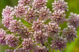 Attēlu rezultāti vaicājumam “Pimpinella major flower”