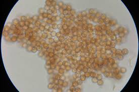 Attēlu rezultāti vaicājumam “Comatricha pulchella spores”