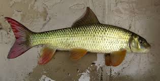 Image result for Moxostoma macrolepidotum