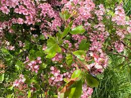 Attēlu rezultāti vaicājumam “Crataegus monogyna subsp. nordica”