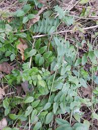 Attēlu rezultāti vaicājumam “Vicia sepium leaf”