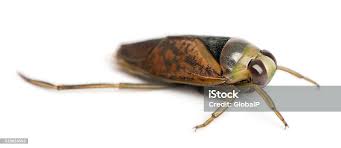 Attēlu rezultāti vaicājumam “Notonecta glauca”